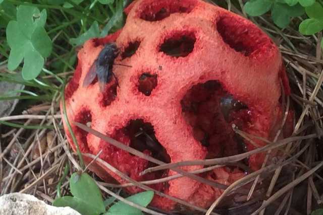 Rossa, maleodorante e tossica: una creatura ''aliena'' nei giardini di Bari